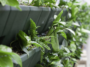 WELL Building feature - plants WELL Building feature - plants