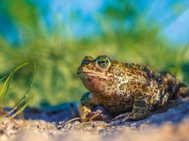 Rendering of a frog on a grass field